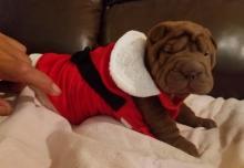 Puppies for sale chinese shar pei - USA, California, Los Angeles