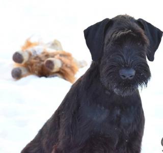 Продам щенка Ризеншнауцер - Россия, Московская область. Цена 15000 рублей