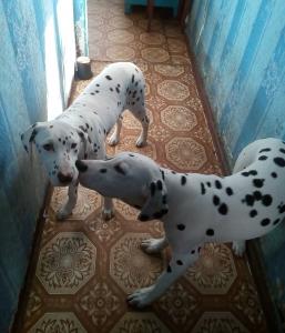 Продам щенка Далматин - Украина, Чернигов. Цена 2500 гривен