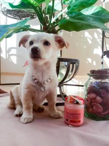Продам щенка Метис - Молдавия, Тирасполь. Цена 300 евро