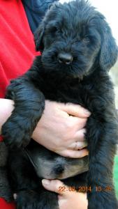 Продам щенка Русский черный терьер - Украина, Луганск. Цена 22000 рублей