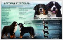 Puppies for sale bernese mountain dog - Lithuania, Kedainiai. Price 1200 €.  Amzina euforija - Lithuania, Kedainiai