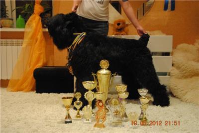 Продам щенка Русский черный терьер - Украина, Луганск. Цена 22000 рублей