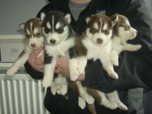 Puppies for sale haski - Tajikistan, Isfara