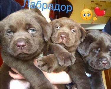 Продам щенка Лабрадор-ретривер, Шоколадного окраса - Украина, Киев. Цена 300 долларов