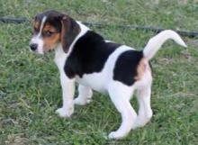 Puppies for sale , beagle puppies - Greece, Thessaloniki