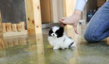 Puppies for sale pomeranian spitz - Czech Republic, Luhacovice. Price 100 €