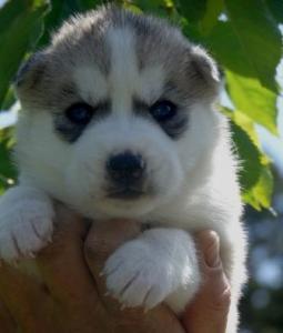 Продам щенка Хаски - Украина, Киев. Цена 180 долларов