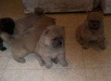 Puppies for sale chow chow - Greece, Thessaloniki