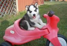 Puppies for sale , siberian husky puppies - Greece, Athens