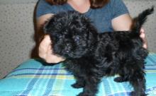 Puppies for sale other breed, affenpinscher - USA, California