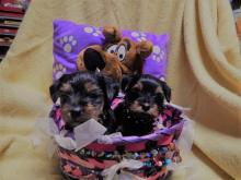 Puppies for sale yorkshire terrier, yorkie pupp;ies - USA, Texas, Austin,TX. Price 250 $