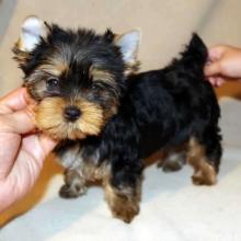 Puppies for sale yorkshire terrier - USA, Texas, Houston, Houston. Price 500 $