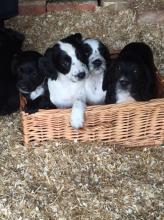 Puppies for sale cocker spaniel - Hungary, Miskolc