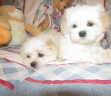 Puppies for sale maltese - Lithuania, Ionava