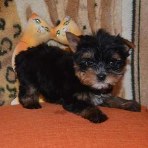 Продам щенка Йоркширский терьер - Украина, Сумы. Цена 4000 гривен