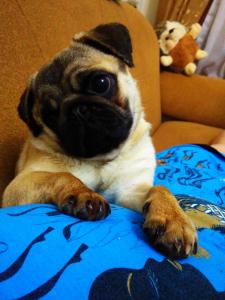 Продам щенка Мопс - Азербайджан, Баку. Цена 170 долларов
