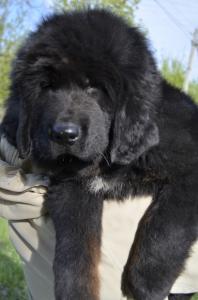 Продам щенка Тибетский мастиф - Россия, Сызрань. Цена 80000 рублей
