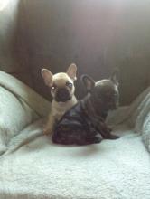 Puppies for sale french bulldog - Denmark, Aalborg