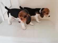 Puppies for sale beagle - Czech Republic, Ostrava. Price 299 $