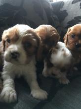 Puppies for sale other breed - Germany, Dessau