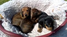 Puppies for sale dachshund - Germany, Bremen