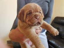 Puppies for sale other breed - Germany, Dusseldorf