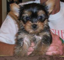 Puppies for sale yorkshire terrier - Germany, Aihvald