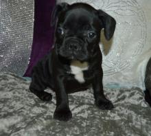 Puppies for sale french bulldog - Germany, Augsburg