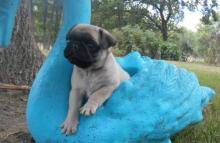 Puppies for sale pug - Germany, Essen