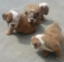 Puppies for sale english bulldog - Germany, Hannover