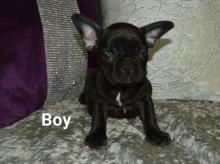 Puppies for sale french bulldog - Germany, Aachen