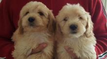 Puppies for sale other breed - Germany, Baden-Baden
