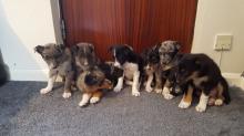 Puppies for sale border collie - Germany, Braunschweig
