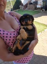 Puppies for sale rottweiler - Germany, Karlsruhe