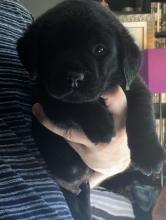 Puppies for sale labrador - Latvia, Limbazhi