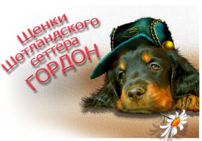 Продам щенка Шотландский сеттер-гордон - Россия, Санкт-Петербург. Цена 25000 рублей