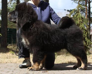 Продам щенка Тибетский мастиф - Россия, Владивосток