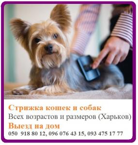 Стрижка собак Профессиональная стрижка кошек и собак - Украина, Харьков. Цена 250 гривен