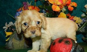 Продам щенка Кокер спаниель - Австрия, Вена. Цена 300 евро