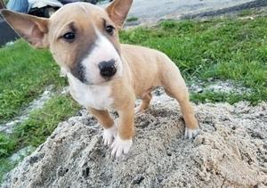 Продам щенка Бультерьер - Австрия, Вена. Цена 300 евро