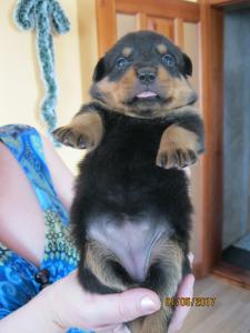 Продам щенка Ротвейлер - Украина, Черкассы. Цена 3000 гривен