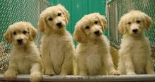 Puppies for sale labrador - Ukraine, Kharkiv
