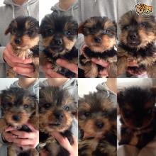 Puppies for sale yorkshire terrier - Greece, Thessaloniki. Price 250 $
