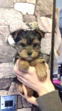 Puppies for sale yorkshire terrier - Greece, Heraklion. Price 250 $