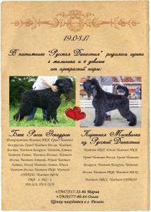 Продам щенка Русский черный терьер - Россия, Рязань. Цена 40000 рублей