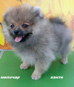 Продам щенка Шпиц - Россия, Пермь