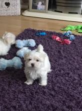 Puppies for sale maltese - USA, Texas. Price 300 $