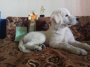 Продам щенка Маремма - Россия, Московская область, клязьма
