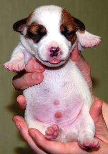 Продам щенка Джек-рассел-терьер - Украина, Киев. Цена 9900 гривен